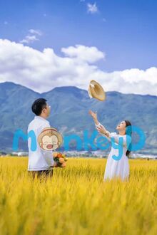 Mùa Lúa Chín Đợi Người Trở Về