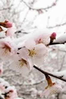 Tuyết Trên Cành Lê Hoa