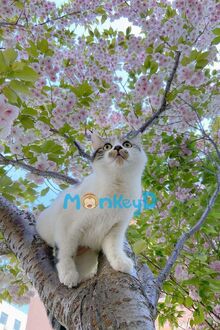 Xuyên Thành Nữ Phụ Trong Truyện Đam Mỹ, Ta Lỡ Động Lòng Với Nam Chính Rồi